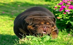 English Bulldog dogs for sale: Stoney - Image 15