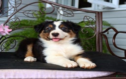Australian Shepherd dogs for sale: Tessa - Image 2