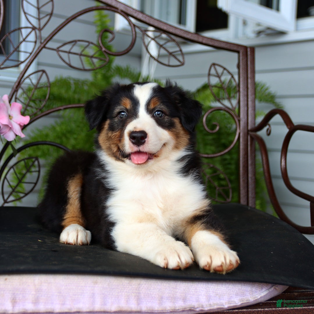 Australian Shepherd dogs for sale: Tessa - Image 2