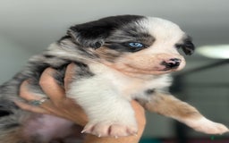 Australian Shepherd dogs for sale: Gwen - Image 2