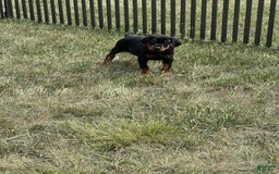 Doberman Pinscher dogs for sale: Doberman Pinscher 6 puppies - Image 2