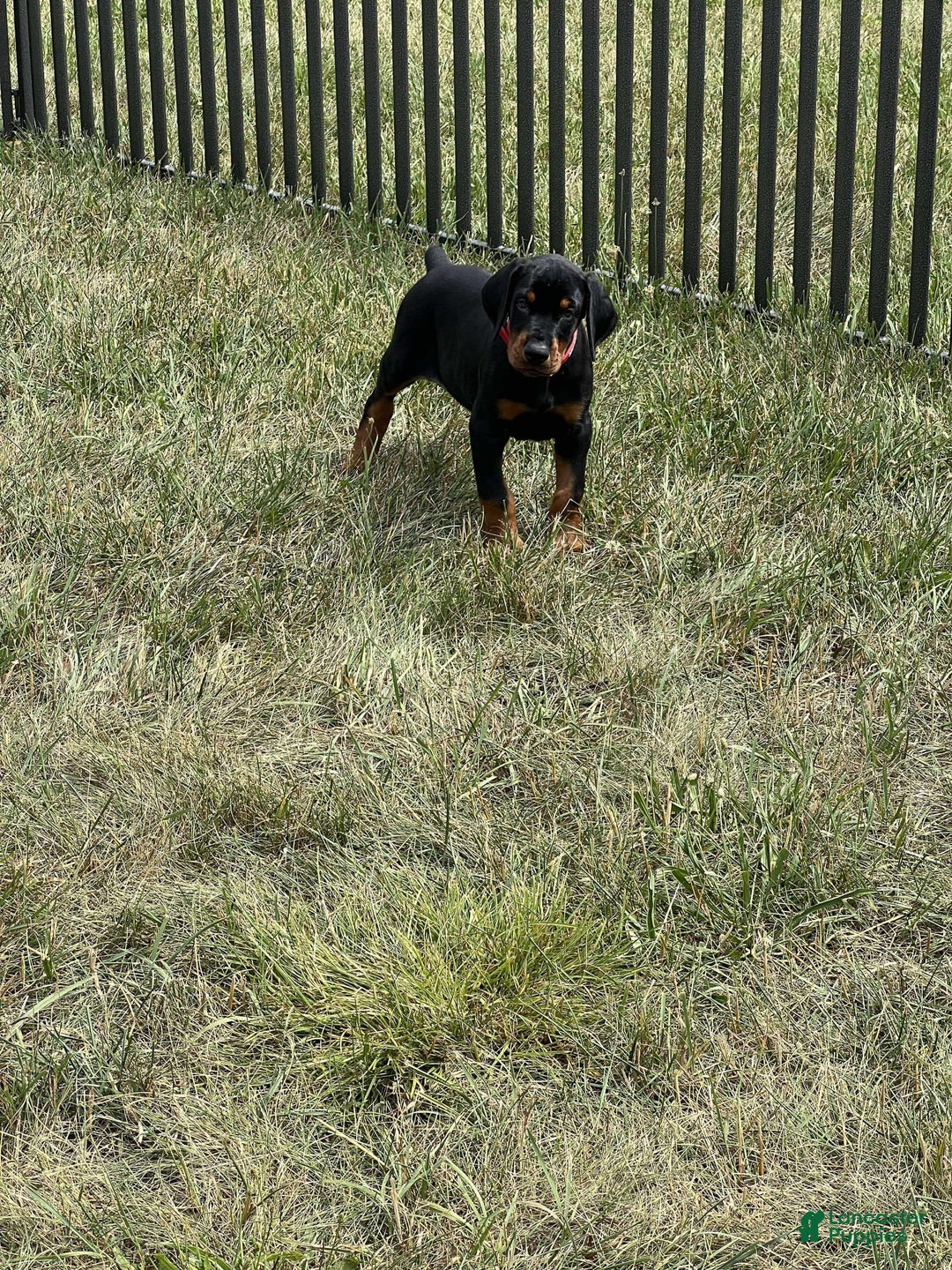 Doberman Pinscher dogs for sale: Doberman Pinscher 6 puppies - Image 2