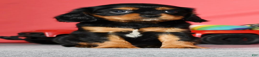 Gus