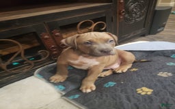 American Bully dogs for sale: Big Hoss - Image 113