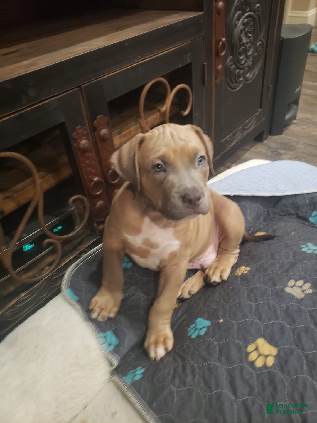 American Bully dogs for sale: Big Hoss - Image 113