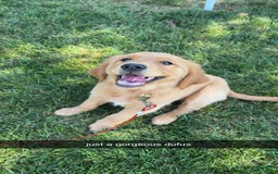 Golden Retriever dogs for sale: Sophie - Image 4