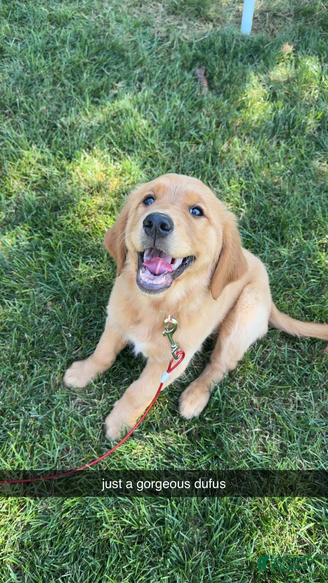 Golden Retriever dogs for sale: Sophie - Image 4