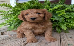 Goldendoodle dogs for sale: Ben - Image 13