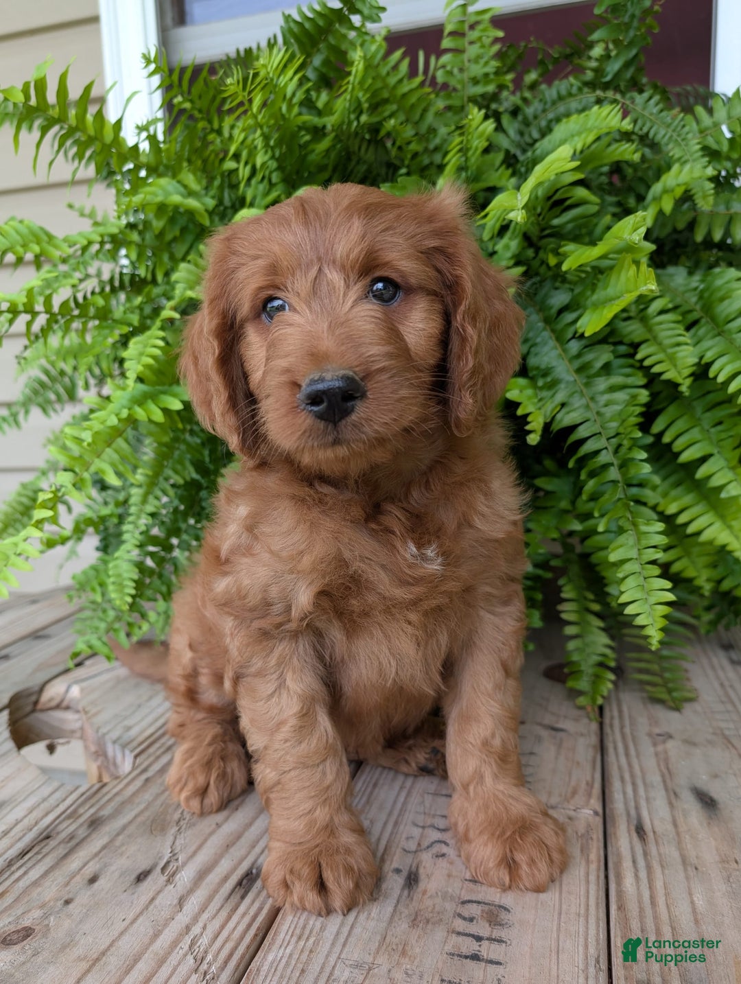 Goldendoodle dogs for sale: Ben - Image 13