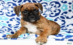 Boxer dogs for sale: Bennah - Image 2