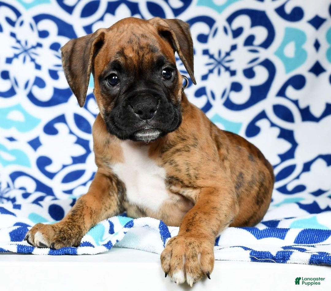Boxer dogs for sale: Bennah - Image 2