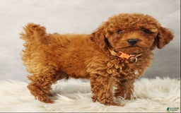Toy Poodle dogs for sale: Silverstar - Image 7