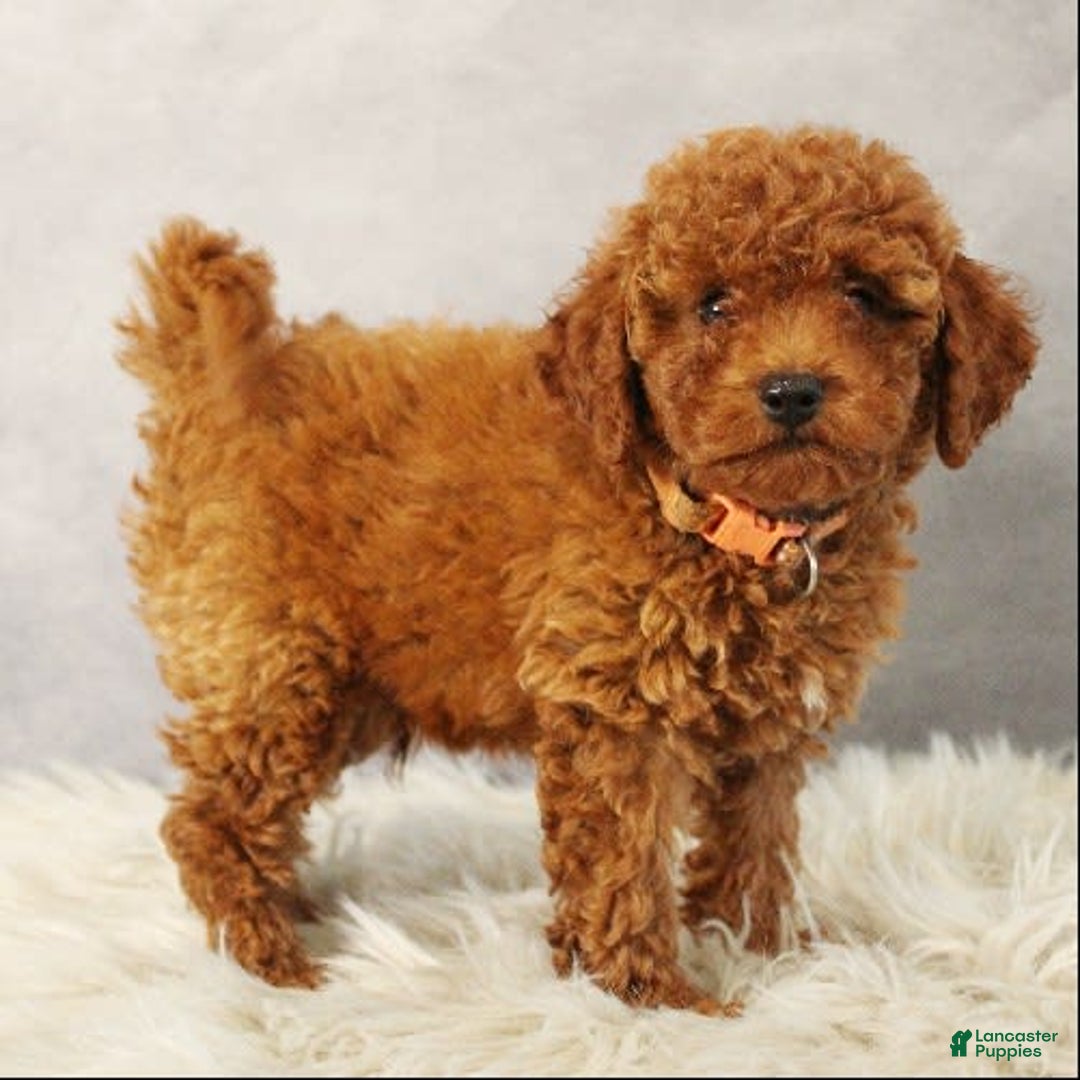 Toy Poodle dogs for sale: Silverstar - Image 7