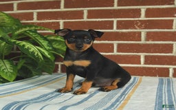 Miniature Pinscher dogs for sale: Jasper - Image 9