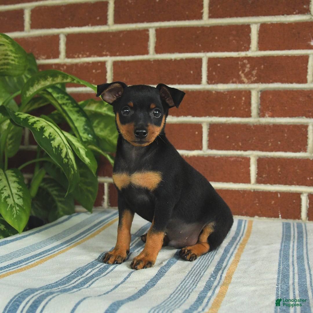 Miniature Pinscher dogs for sale: Jasper - Image 9