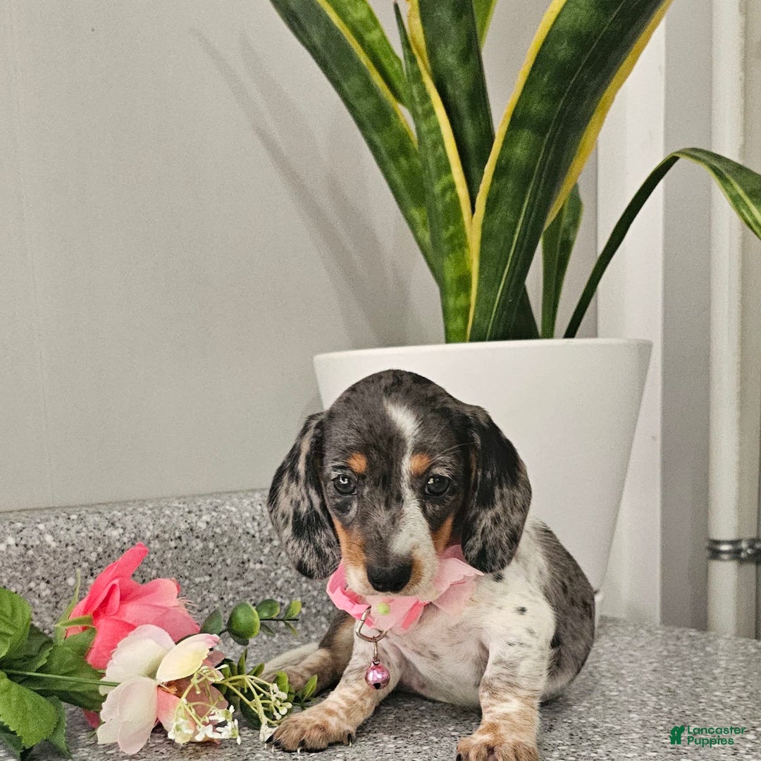 Dachshund dogs for sale: Miss Bailey - Image 14