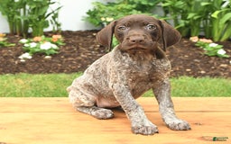 German Shorthaired Pointer dogs for sale: Thyme - Image 2