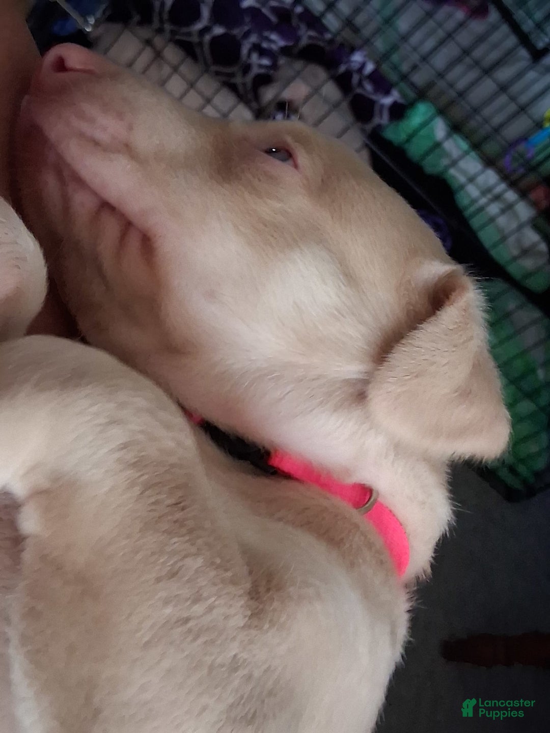 Doberman Pinscher dogs for sale: Pink Collar - Image 4