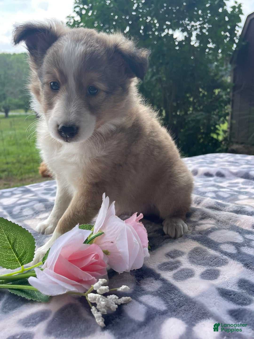 Shetland Sheepdog dogs for sale: Calvin - Image 3