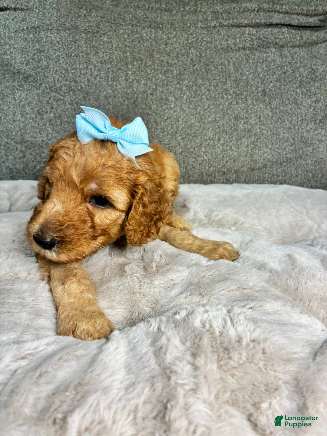 Mini Goldendoodle dogs for sale: Isla - Image 4