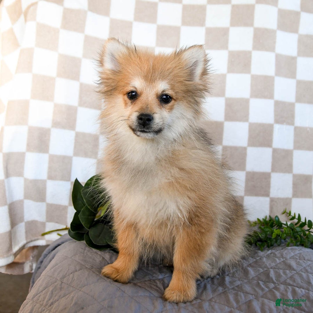 Pomeranian dogs for sale: Diggy - Image 3