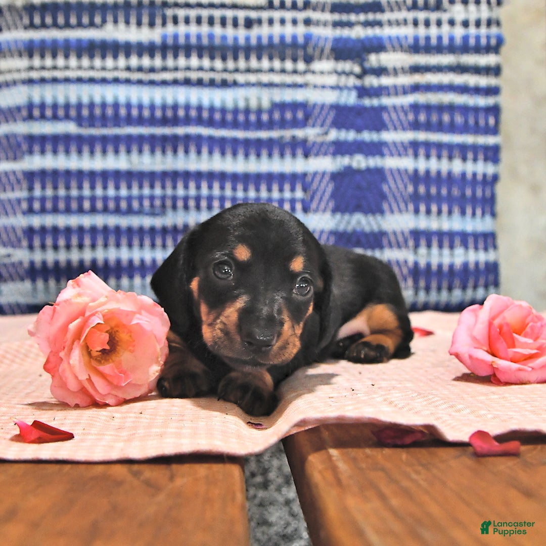 Miniature Dachshund dogs for sale: Twinkle - Image 13