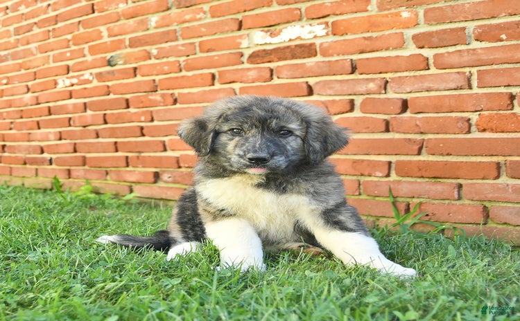 Anatolian Shepherd dogs for sale - Ad 1
