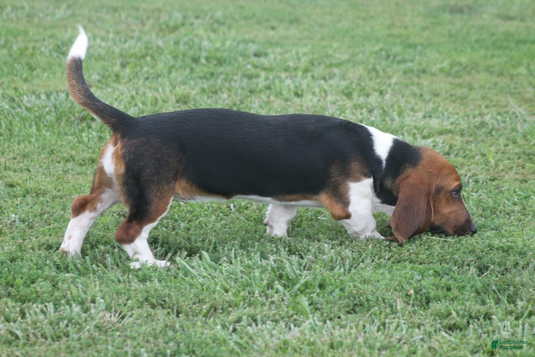 Basset Hound dogs for sale: FAY - Image 3