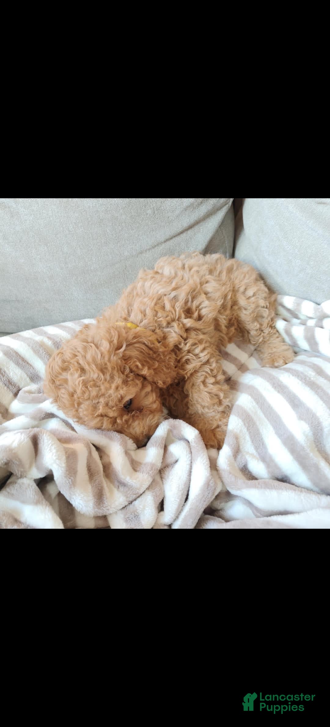 Miniature Poodle dogs for sale: Yellow - Image 3