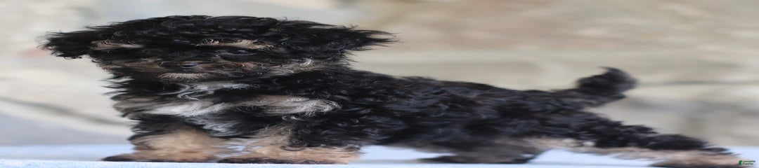 Polly