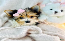 Yorkshire Terrier dogs for sale: Jaspy - Image 2
