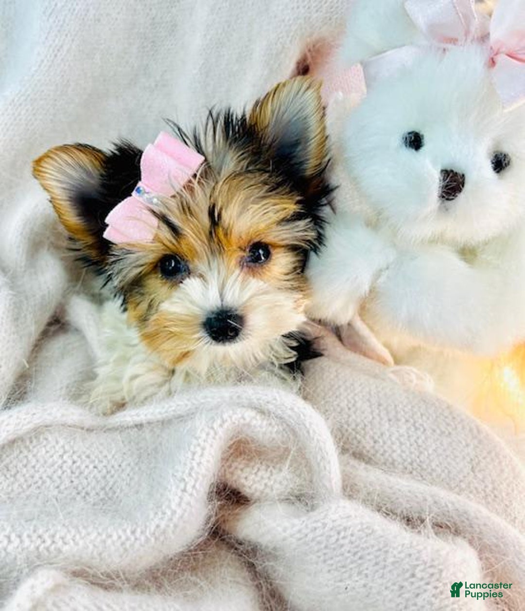 Yorkshire Terrier dogs for sale: Jaspy - Image 2