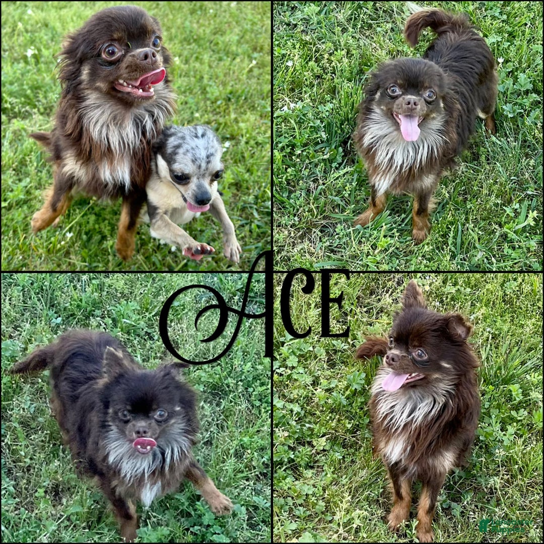 Chihuahua dogs for sale: Theodore Chocolate Lc - Image 43