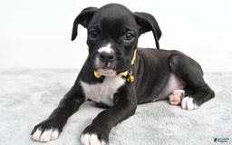 Boxer dogs for sale: Russell - Image 4