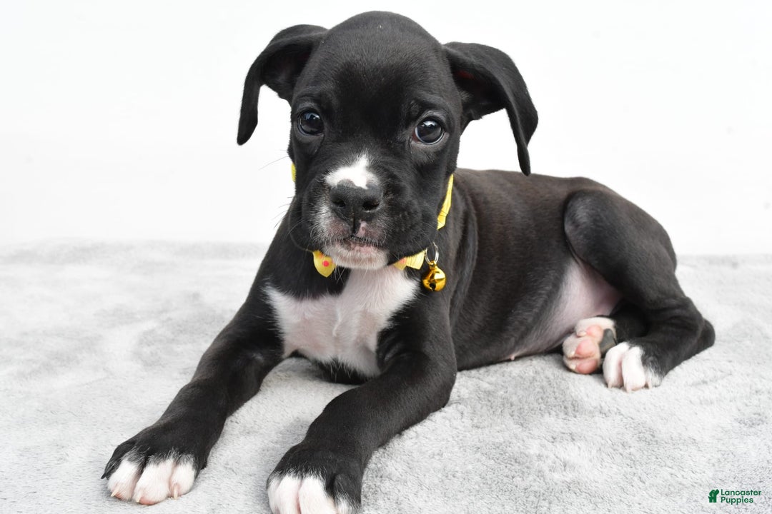 Boxer dogs for sale: Russell - Image 4
