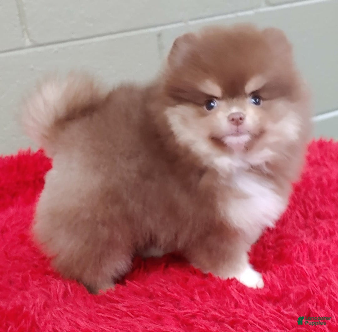 Pomeranian dogs for sale: Jessy - Image 7