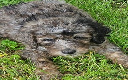 Goldendoodle dogs for sale: Zoey - Merle Color - Image 13