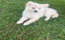 Pomsky dogs for sale: Mickey - Image 4