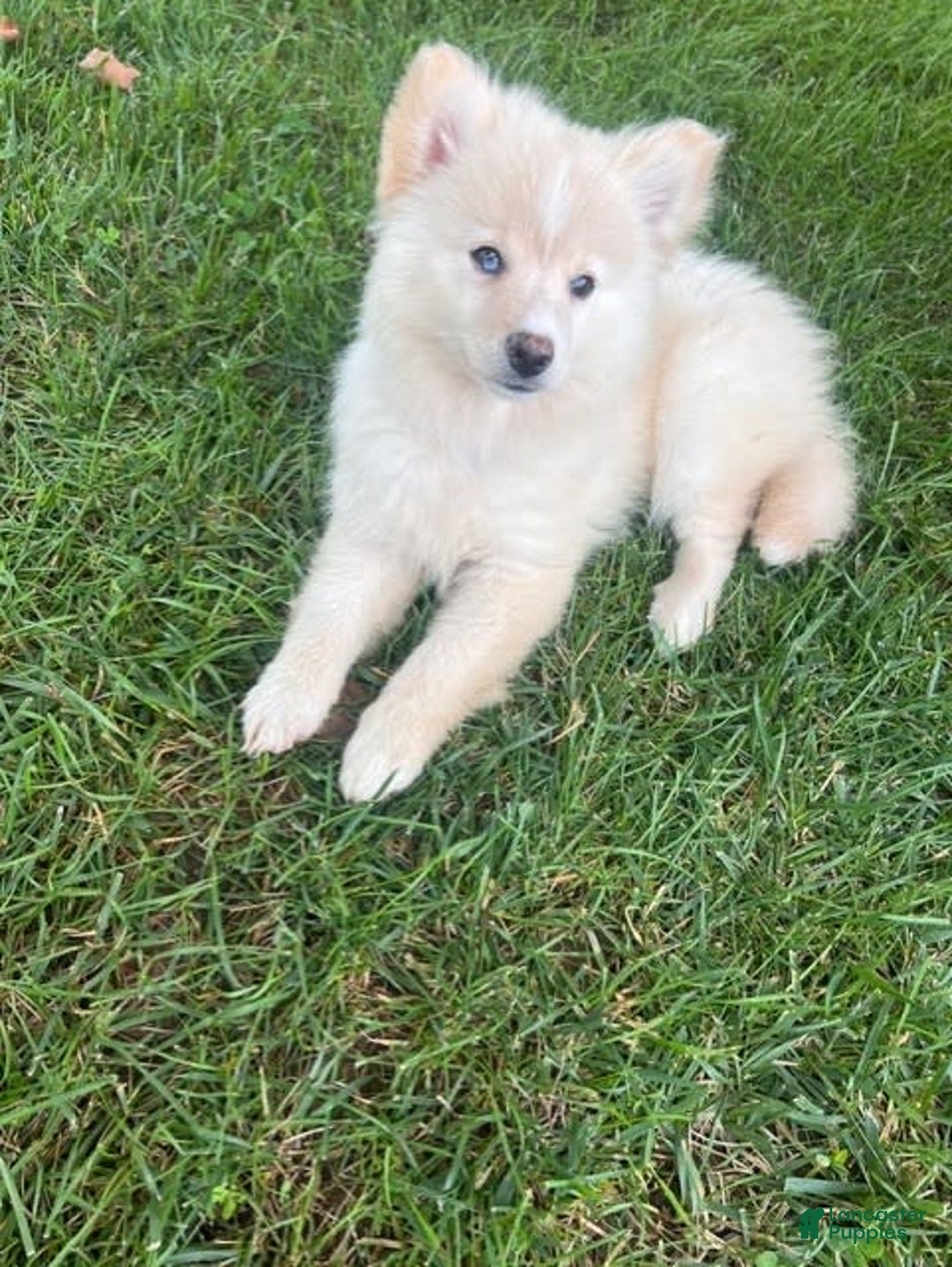 Pomsky dogs for sale: Mickey - Image 4