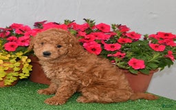 Cavapoo dogs for sale: King - Image 2