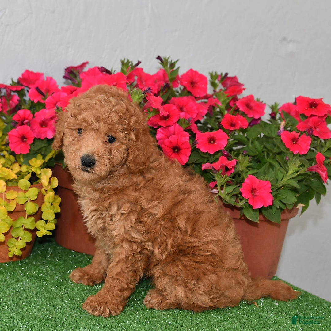 Cavapoo dogs for sale: King - Image 2