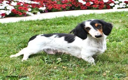 Miniature Dachshund dogs for sale: Ozzy Boots - Image 6