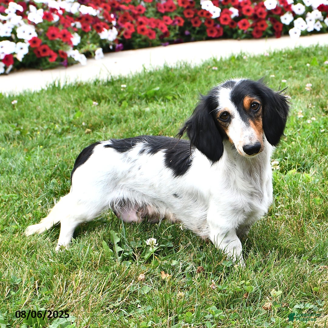 Miniature Dachshund dogs for sale: Ozzy Boots - Image 6