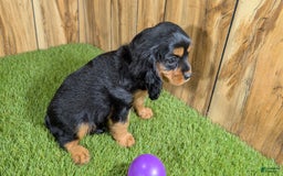 Cavalier King Charles Spaniel dogs for sale: Brin Girl 2 - Image 16