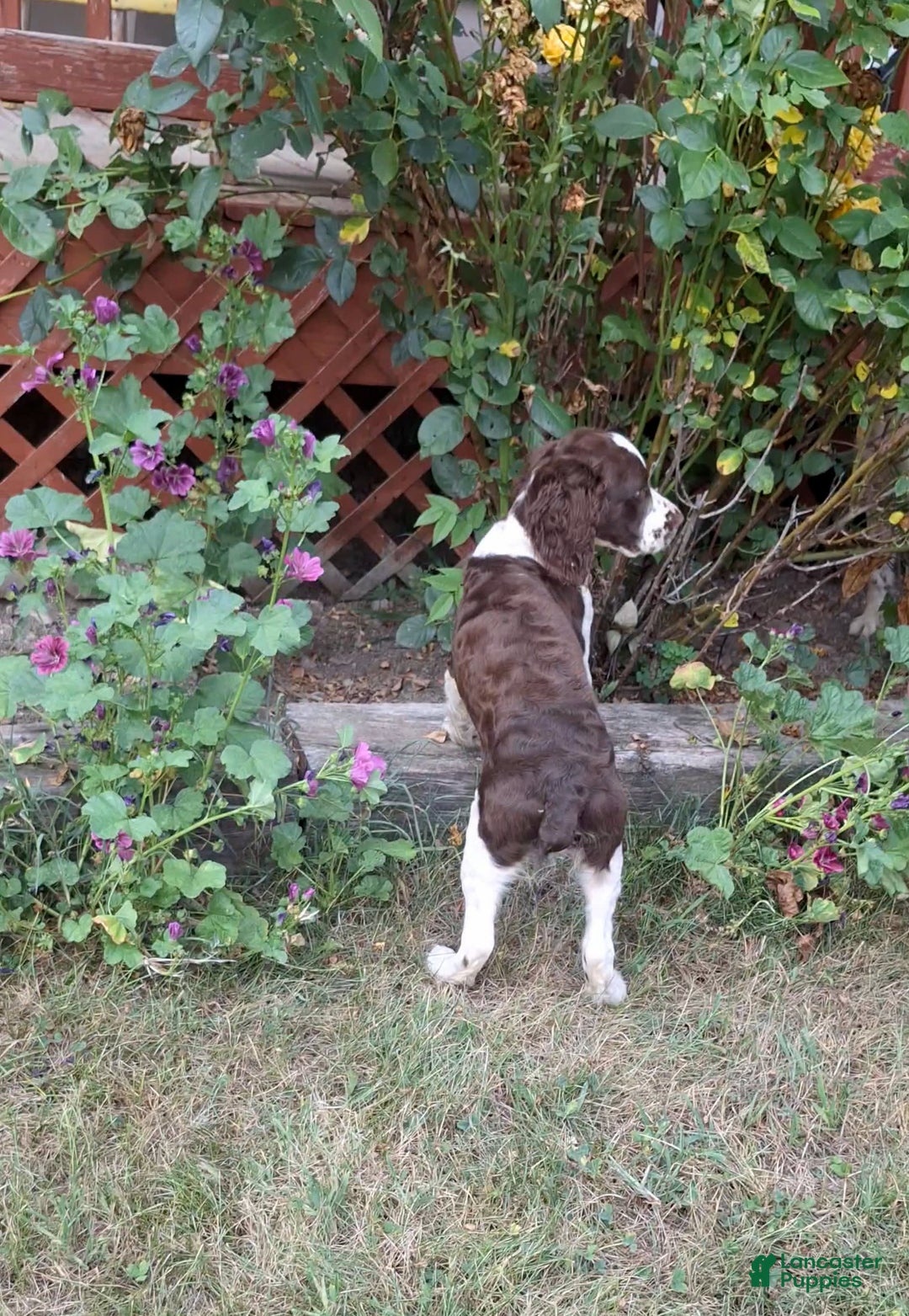 English Springer Spaniel dogs for sale: Budweiser - Image 3