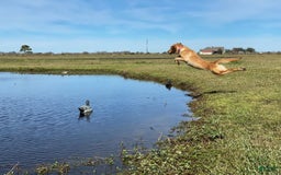 Labrador Retriever dogs for sale: Raven - Image 12
