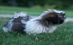 Shih Tzu dogs for sale: Bethany - Image 15