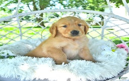 Golden Retriever dogs for sale: Anson - Image 9