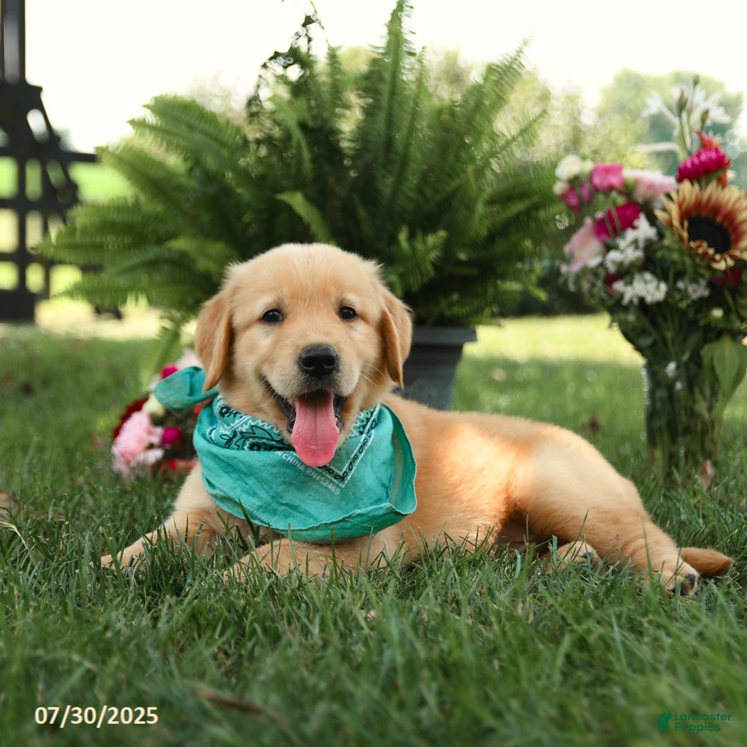 Golden Retriever dogs for sale: Moose - Image 3