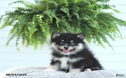 Pomsky dogs for sale: Baxter - Image 1